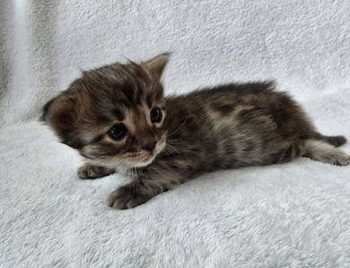 Lorelai Bengal