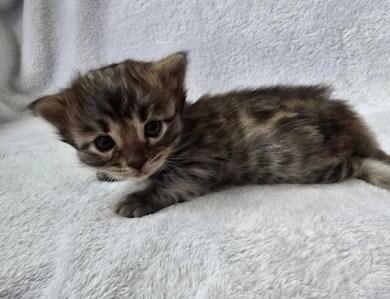 Lorelai Bengal