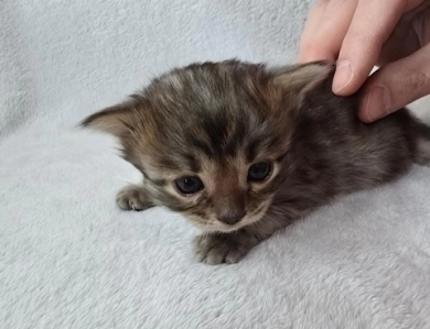Lorelai Bengal