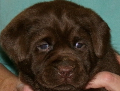 Female Pup Labrador Retriever