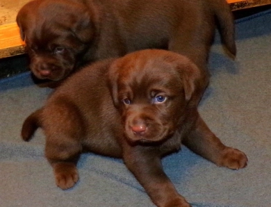 Female Pup