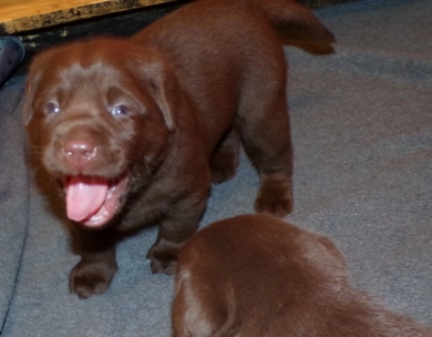 Female Pup Labrador Retriever
