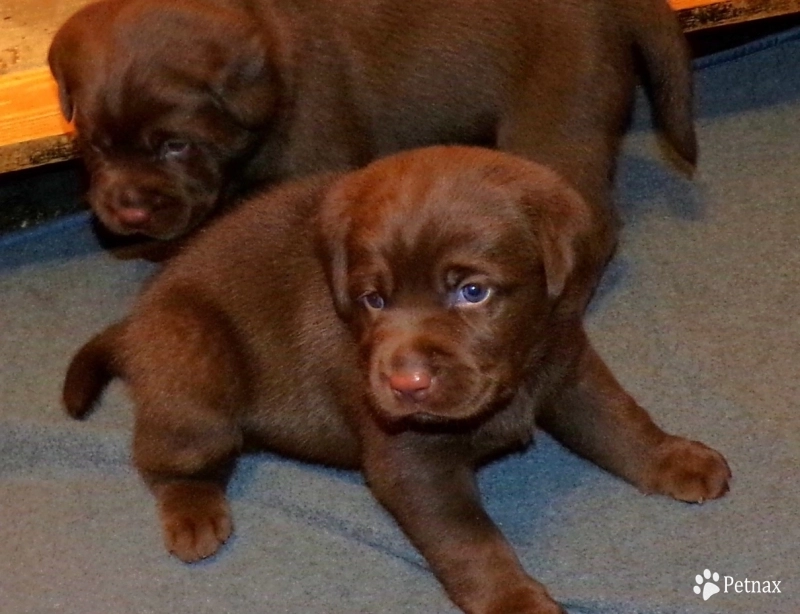 Female Pup Labrador Retriever