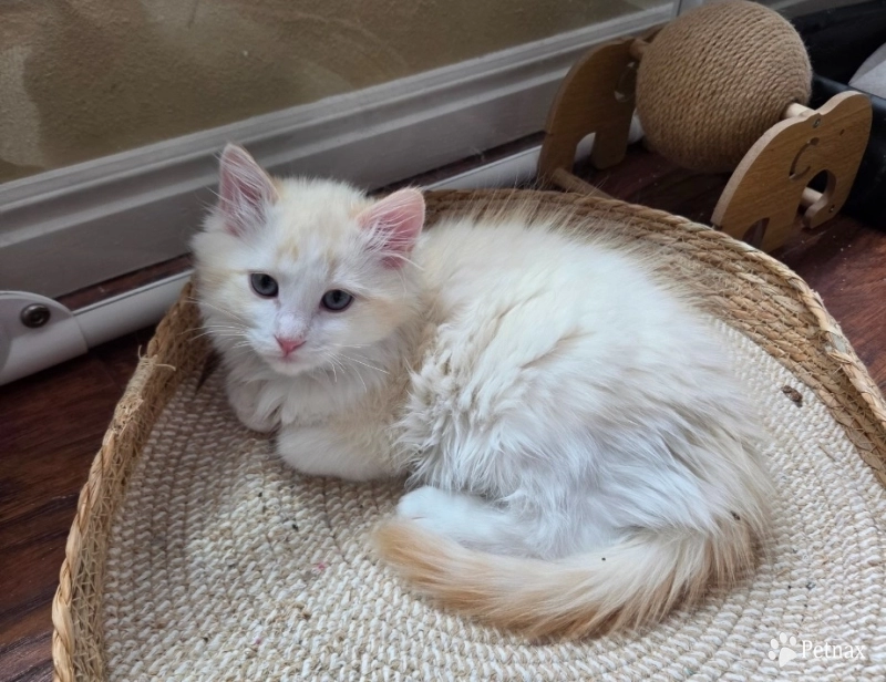 Scorpion Ragdoll