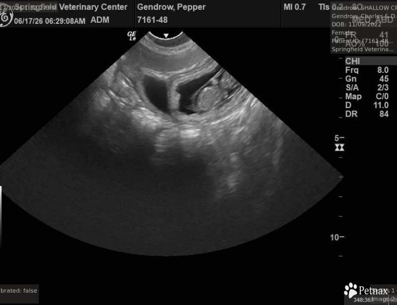 Ultrasound Labrador Retriever