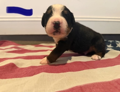 Blue Bernese Mountain Dog