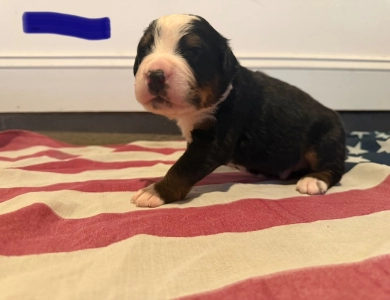 Blue Bernese Mountain Dog