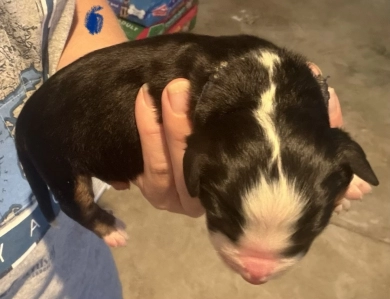 Blue Blue Bernese Mountain Dog