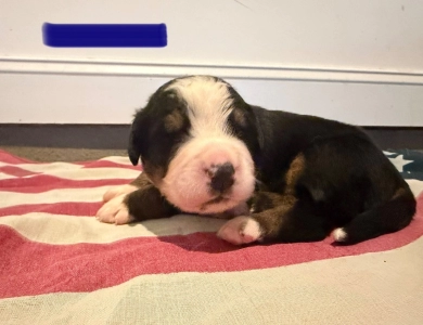 Blue Bernese Mountain Dog