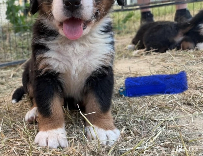 Blue Bernese Mountain Dog
