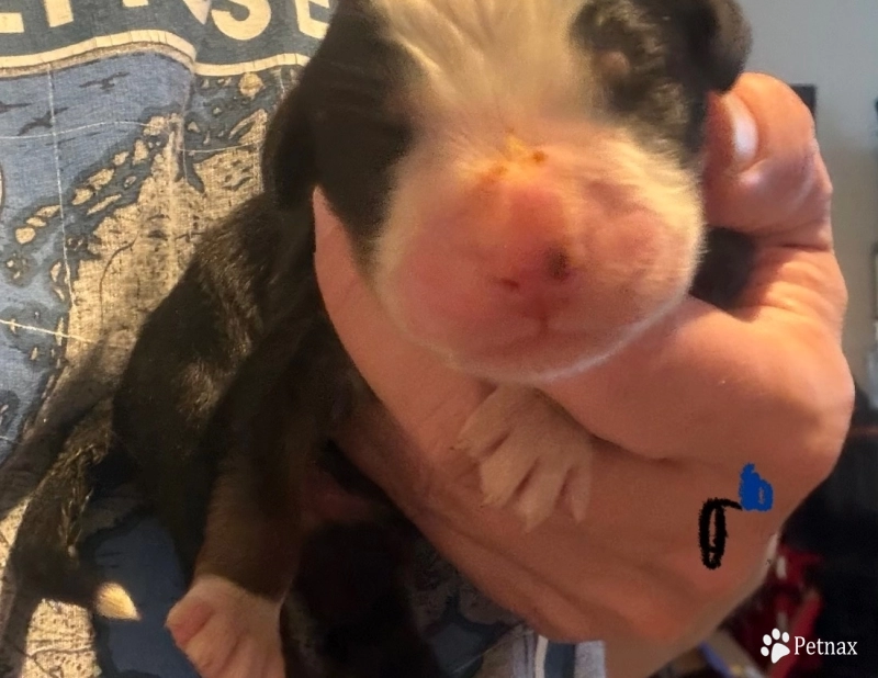 Black&Blue Bernese Mountain Dog