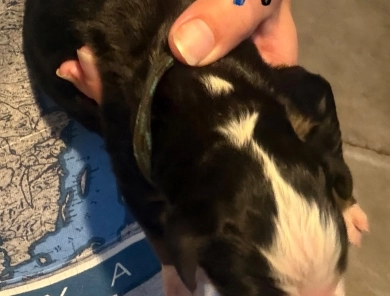 Black&Blue Black&Blue Bernese Mountain Dog