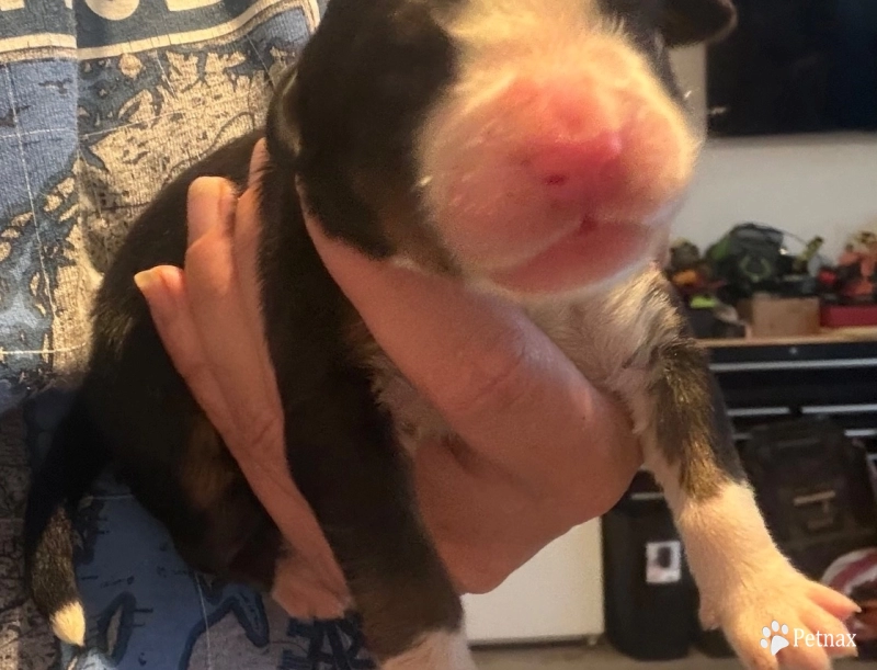 Pink Bernese Mountain Dog