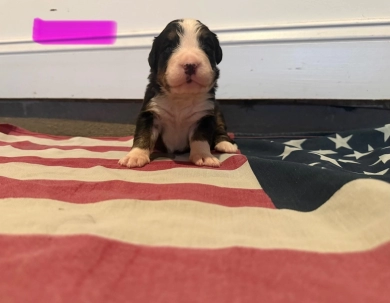 Pink Bernese Mountain Dog