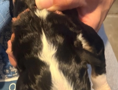 Pink Pink Bernese Mountain Dog