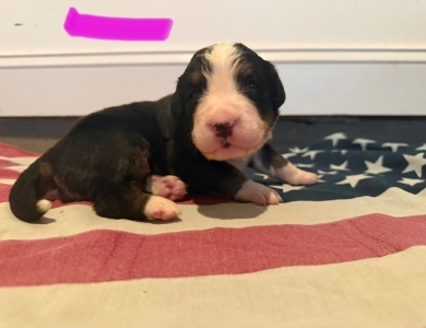Pink Bernese Mountain Dog