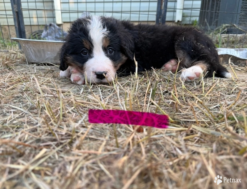 Pink Bernese Mountain Dog