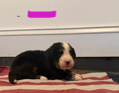 Pink Bernese Mountain Dog