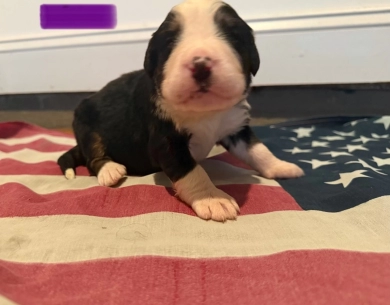 Purple Bernese Mountain Dog