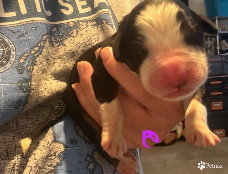 Purple Bernese Mountain Dog