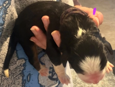Purple Purple Bernese Mountain Dog
