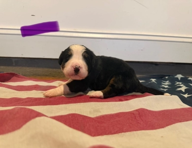 Purple Bernese Mountain Dog
