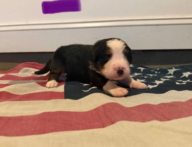 Purple Bernese Mountain Dog
