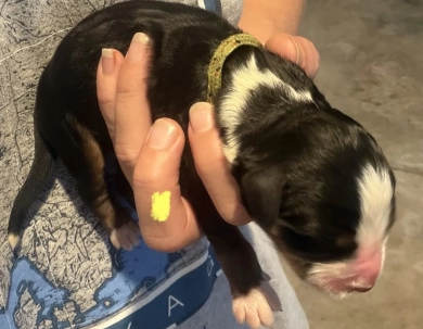 Yellow Yellow Bernese Mountain Dog