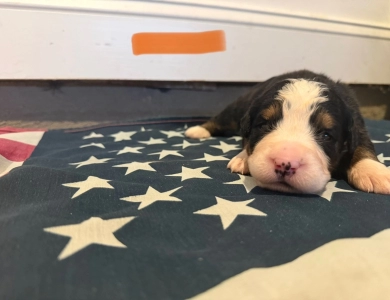 Orange Bernese Mountain Dog