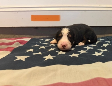 Orange Bernese Mountain Dog
