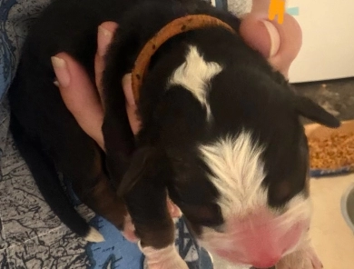 Orange Orange Bernese Mountain Dog