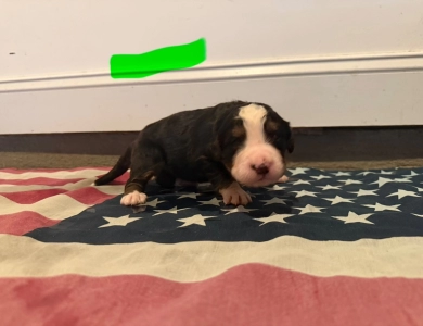 Green Bernese Mountain Dog