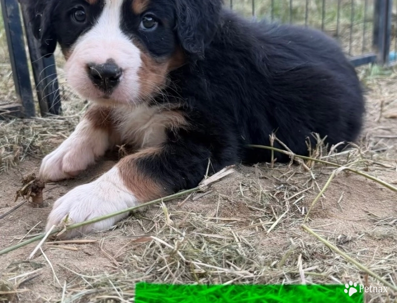 Green Bernese Mountain Dog