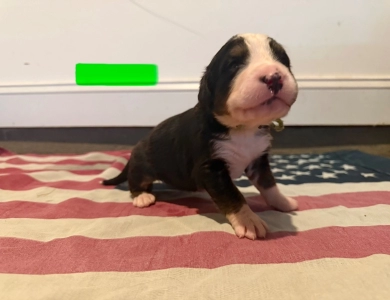 Green Bernese Mountain Dog