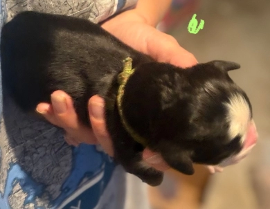 Green Green Bernese Mountain Dog