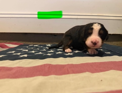 Green Bernese Mountain Dog