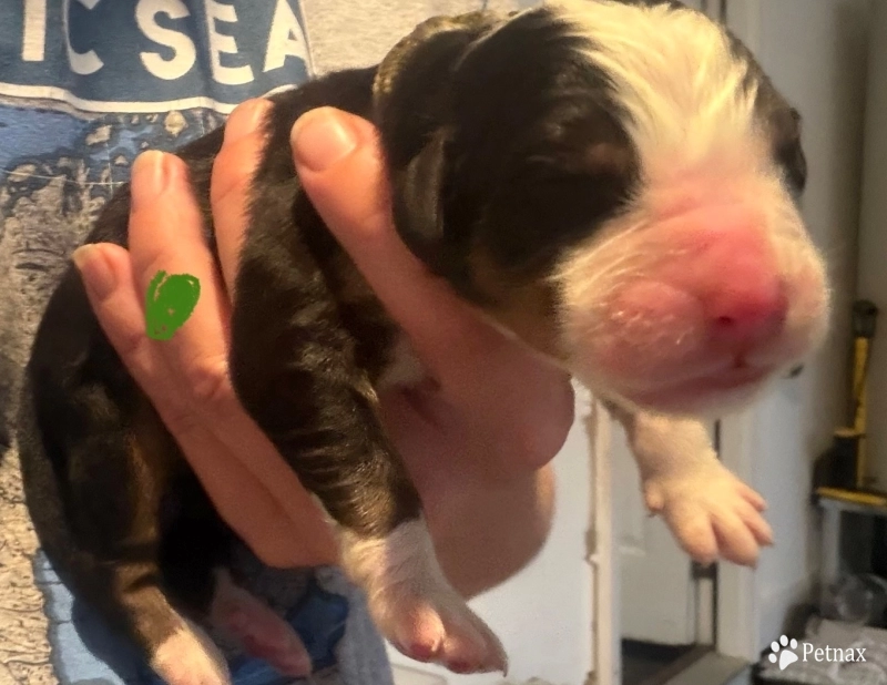 CamoGreen  Bernese Mountain Dog