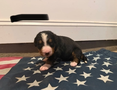 Black Bernese Mountain Dog