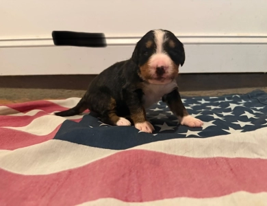 Black Bernese Mountain Dog
