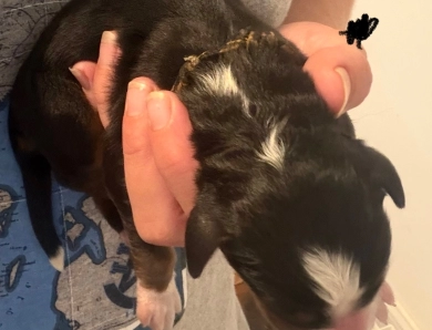 Black Black Bernese Mountain Dog