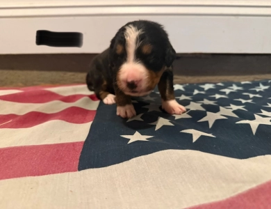Black Bernese Mountain Dog