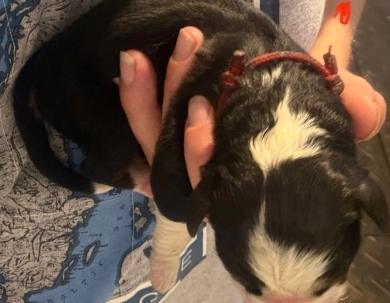 Red Red Bernese Mountain Dog
