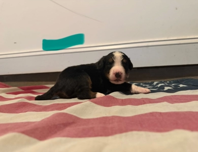 Teal Bernese Mountain Dog