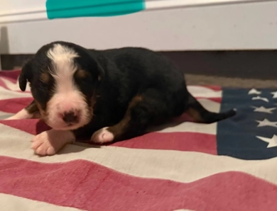 Teal Bernese Mountain Dog