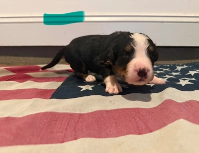 Teal Bernese Mountain Dog