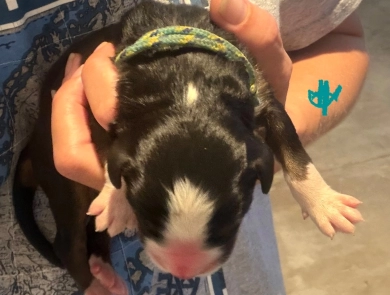 Teal Teal Bernese Mountain Dog
