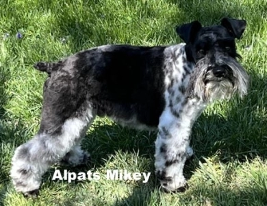 Mikey Miniature Schnauzer