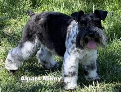 Mikey Miniature Schnauzer