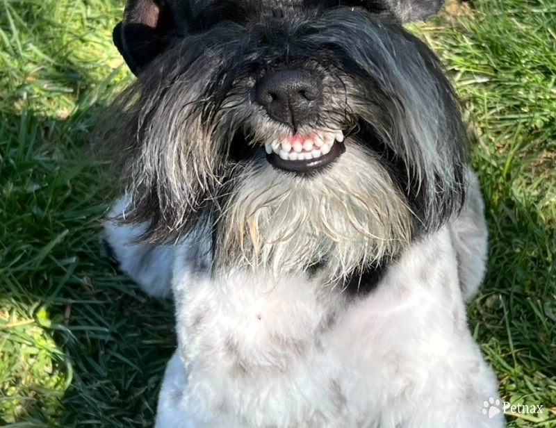 Mikey Miniature Schnauzer