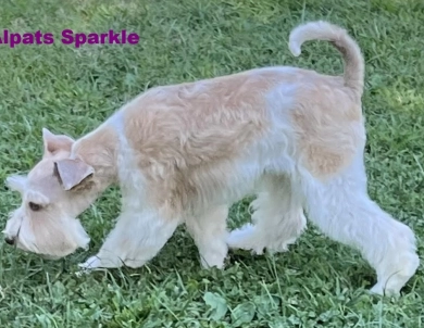 Sparkle